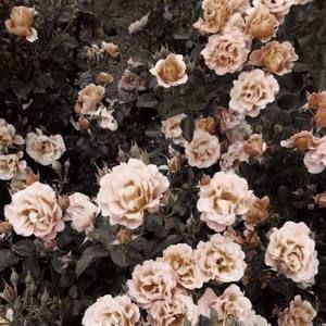 Meet your Posher, Stephany